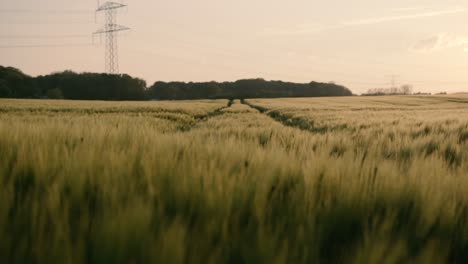 Filmaufnahmen-Von-Dänischen-Weizenfeldern-Während-Der-Goldenen-Stunde