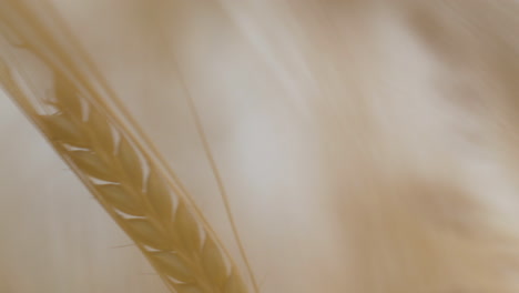 Orejas-Maduras-De-Planta-De-Cebada-Balanceándose-Con-El-Viento-En-El-Campo