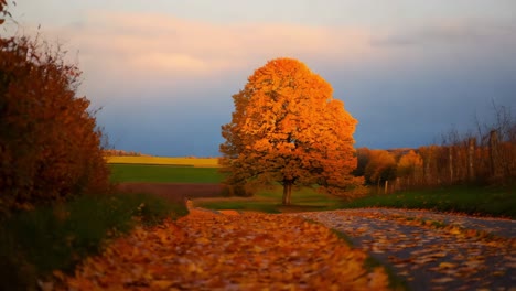 autumnal country road with colorful trees