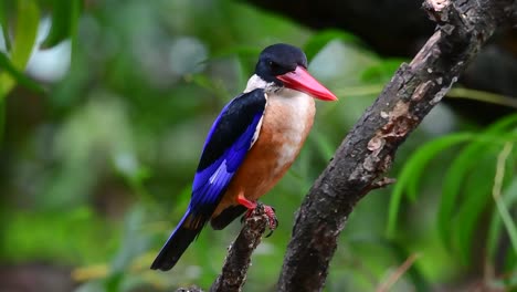 El-Martín-Pescador-De-Gorra-Negra-Tiene-Un-Pico-Rojo-Como-Un-Caramelo-Y-Una-Gorra-Negra-Que-Se-Encuentra-En-Tailandia-Y-Otros-Países-De-Asia