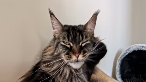 maine coon cat licking its paw and cleaning its face