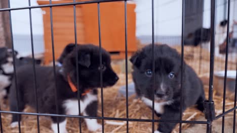 border-puppy-is-seeking-for-attention