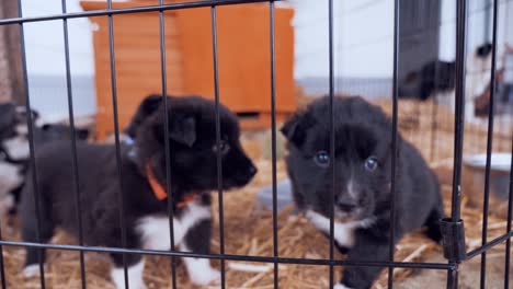 el cachorro fronterizo está buscando atención