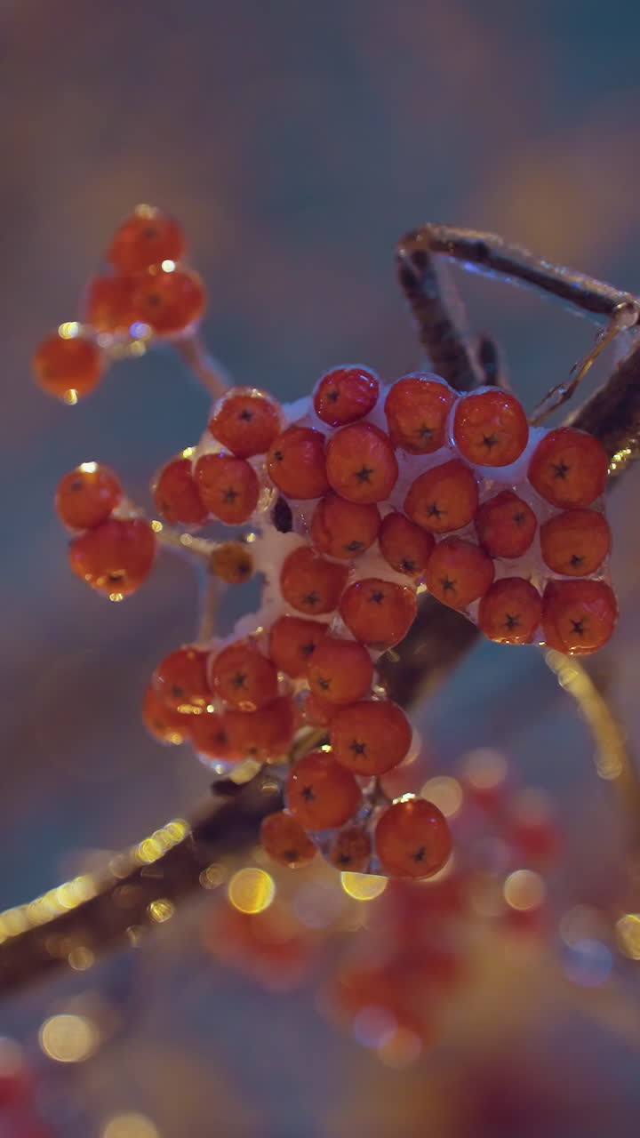 나무 가지에 반이는 은 열매의 어리가 따뜻한 황금색 빛으로 빛나고, 평온한 겨울 배경에 부드러운 보케 효과로 둘러싸여 있습니다.