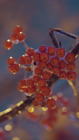 racimo de bayas rojas brillando en la rama del árbol iluminado por una cálida luz dorada, rodeado por un suave efecto bokeh contra un fondo sereno de invierno