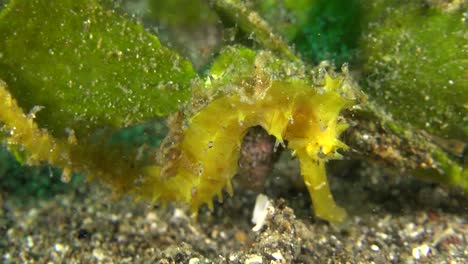 close up shot of thorny seahorse clinging to sea grass