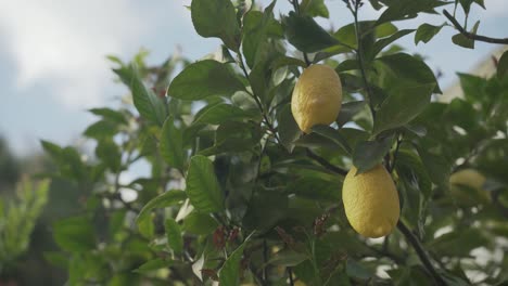 Lemon-tree-with-lots-of-lemons