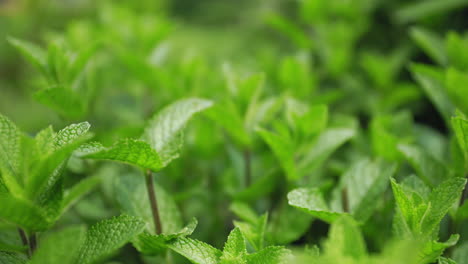 fresh and lush green mint leaves