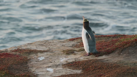 Pingüino-De-Ojos-Amarillos-Parado-En-El-Acantilado-De-Katiki-Point-En-Nueva-Zelanda---Ancho