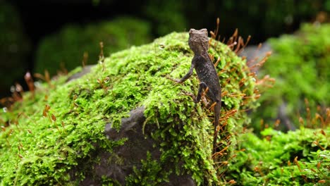 seen looking at the ant passing by while it is on a mossy rock then suddenly climbs on top, brown pricklenape acanthosaura lepidogaster, khao yai national park