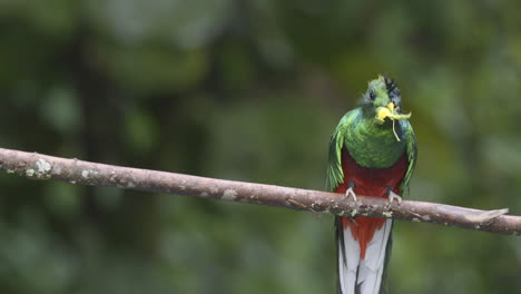 resplendent quetzal male perched on branch, eating a wild avocado