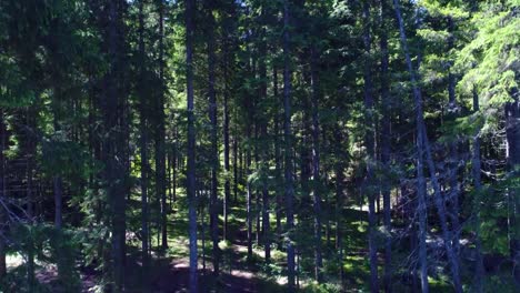 Nach-Oben-Fliegen-Mit-Blick-Entlang-Der-Immergrünen-Tannen-Im-Wald.-Italien-Alpen