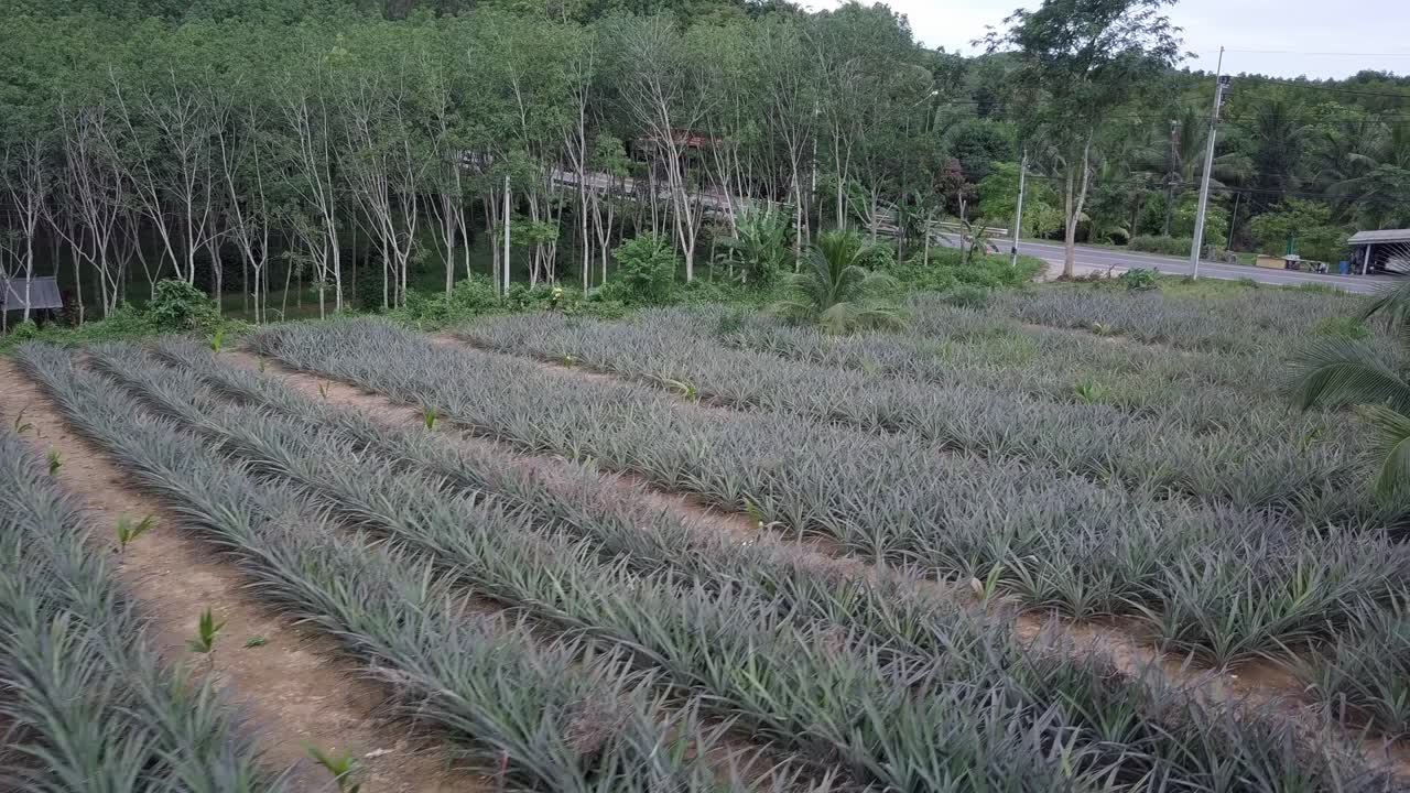 hileras de cultivos de piña que crecen en plantaciones de piña en phuket, tailandia