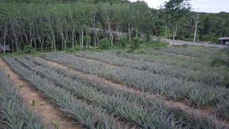 Rows-Of-Pineapple-Crops-Growing-In-Pineapple-Plantation-In-Phuket,-Thailand