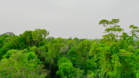 Drone-footage-of-the-Jungle-in-Argentina