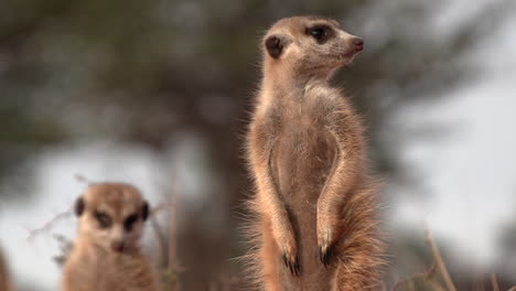 Meerkats-look-for-danger-and-quickly-disappear-if-something-scares-them