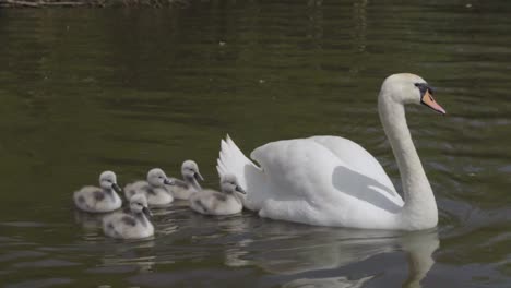 swan family showing young cygnets on water, cheshire, uk