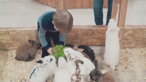 little child feeds rabbits with grass