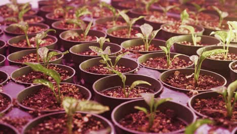 Tabletts-Gefüllt-Mit-4-Zoll-Töpfen-Und-Pflanzen,-Beleuchtet-Durch-Rosa-LED-Licht