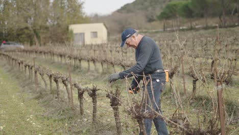 vineyard worker pruning grapevines