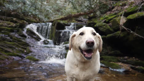 White-Lab-Lächelt,-Während-Es-Vor-Einem-Zeitlupen-Wasserfall-In-Den-Blue-Ridge-Mountains-Posiert