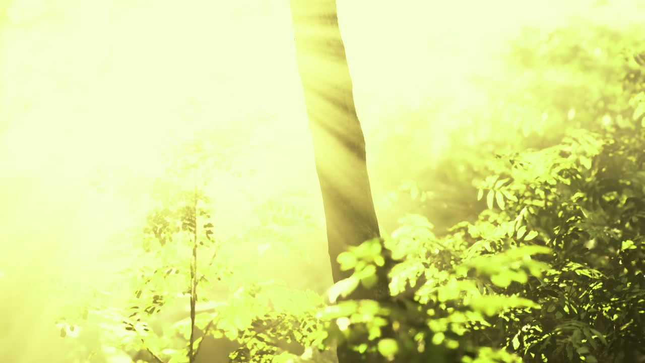 Sunlight filtering through leaves in a vibrant green forest setting