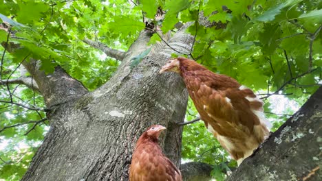 Zwei-Isa-braune-Hühner-Sitzen-Auf-Einem-Baum-Und-Schauen-Ehrfürchtig-Nach-Unten