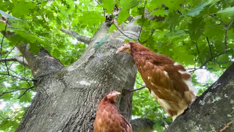 dos pollos marrones posados en un árbol, mirando hacia abajo con asombro