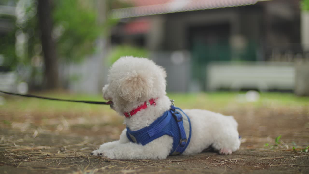Adorable White Poodle Puppy Playing in the Park