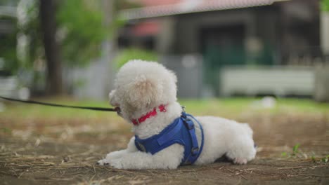 adorable white poodle puppy playing in the park