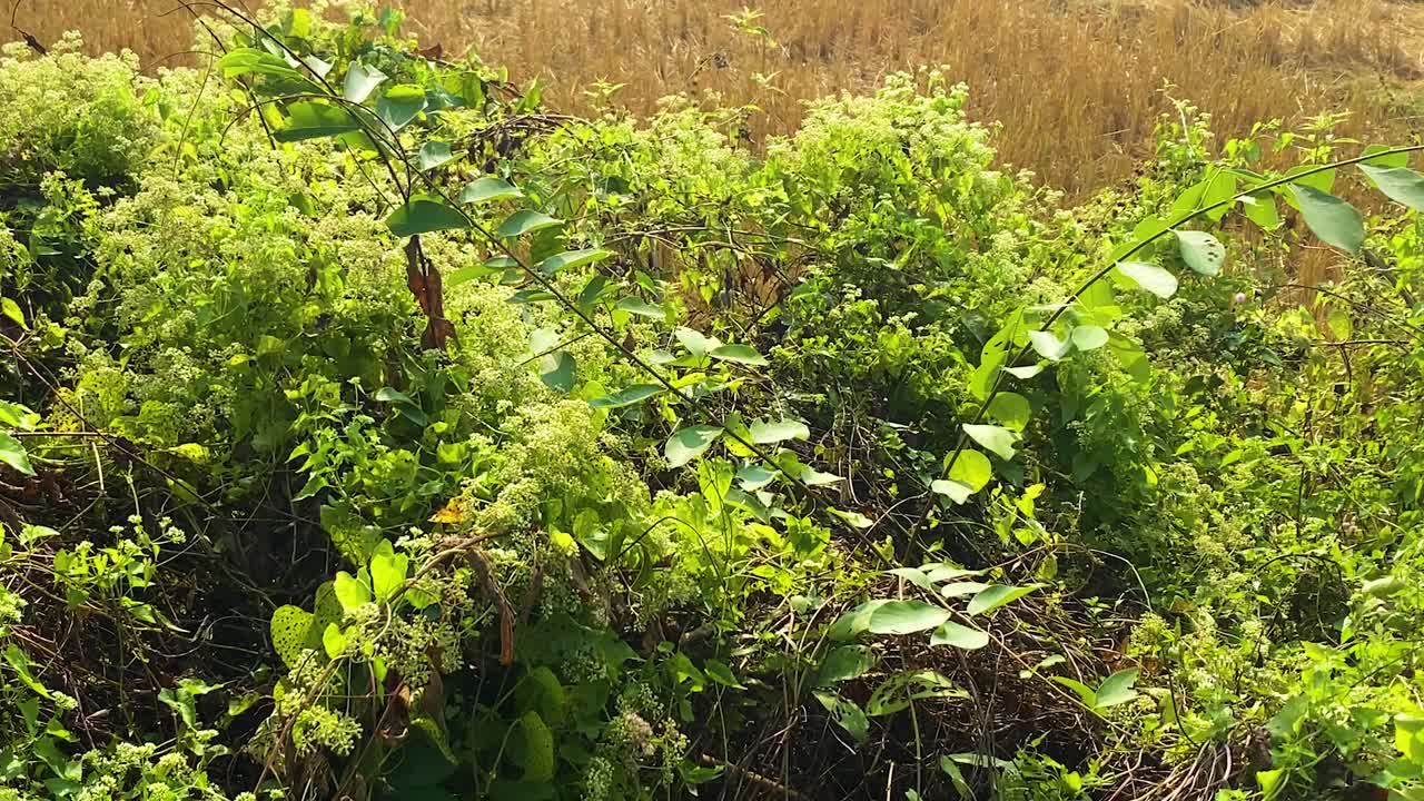 Farfalla che svolazza attorno a liane di mikania che ondeggiano nella brezza leggera