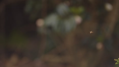 Una-Posición-De-Espera-Voladora-En-El-Aire-Volando-Alrededor