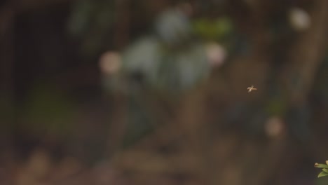 una posición de espera voladora en el aire volando alrededor