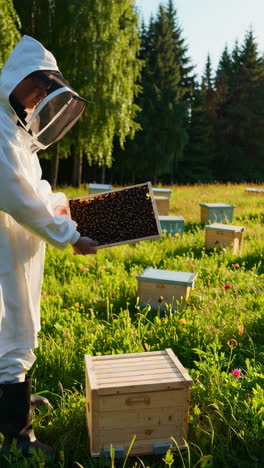 beekeeper inspecting a beehive frame in an apiary