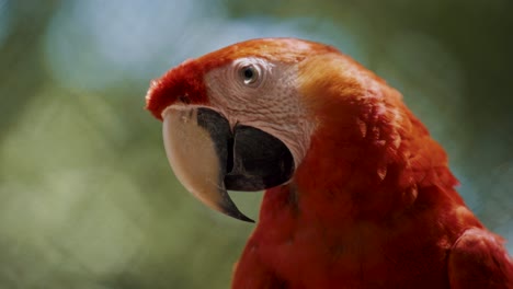 Foto-Macro-De-Guacamayo-Rojo-Ara-Loro-Protagonizada-Por-La-Cámara-Durante-El-Día-Soleado