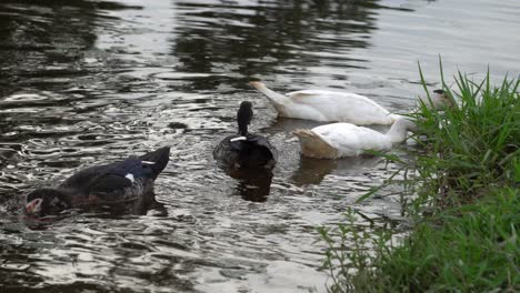 Patos-Blancos-Y-Negros-Nadan-Juntos