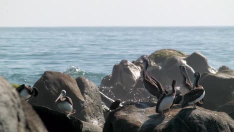 Pájaros-Pelícanos-Parados-En-La-Roca-A-La-Orilla-Del-Mar