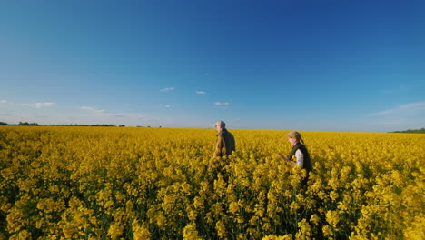 farmers walking through a rapeseed field