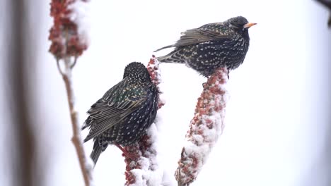 two birds in the snow feeding on berries