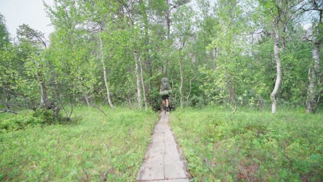 caucasian male hiker walking on wooden plank through the forest at anderdalen national park, senja, norway