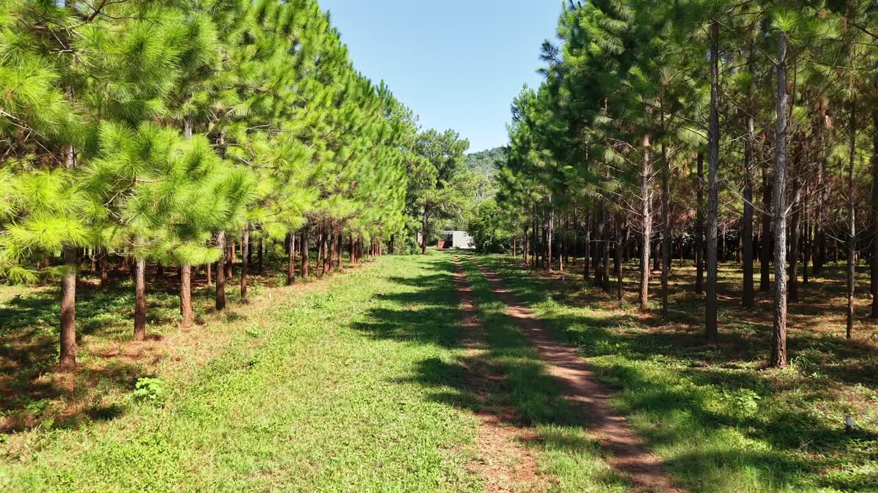 Aerial drone view of entrance gate to private residential property surrounded by pine trees and green landscape, sustainable living and real estate