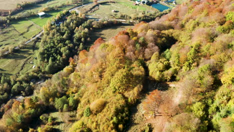 Drone-Volando-Sobre-Un-Hermoso-Bosque-Con-Colores-Dorados