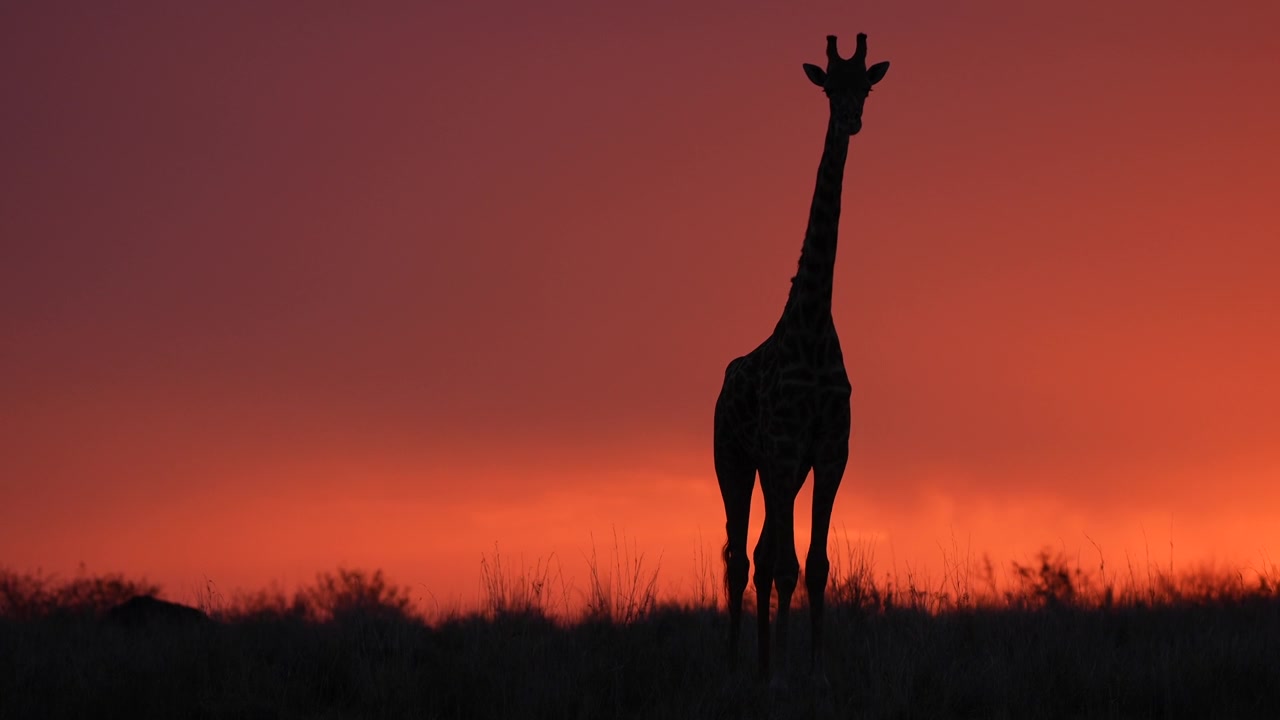Muhteşem Gün Batımı Manzarası Eşliğinde Afrika Savanı'nda Yalnız Duran Vahşi Zürafa.