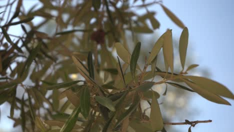 Aceitunas-De-Plantas-Verdes-En-Israel