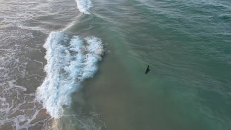 bebés de foca nadando en el mar con olas ásperas