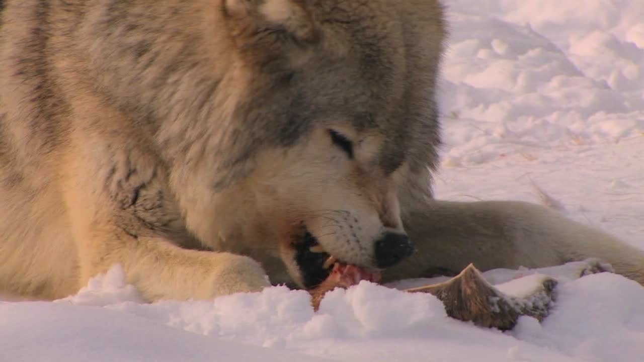 A wolf eats his prey 1