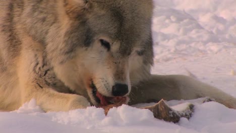 A-wolf-eats-his-prey-1