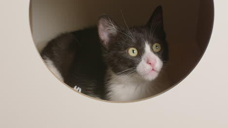 slow motion shot of cute kitten lying down in cat furniture and looking around