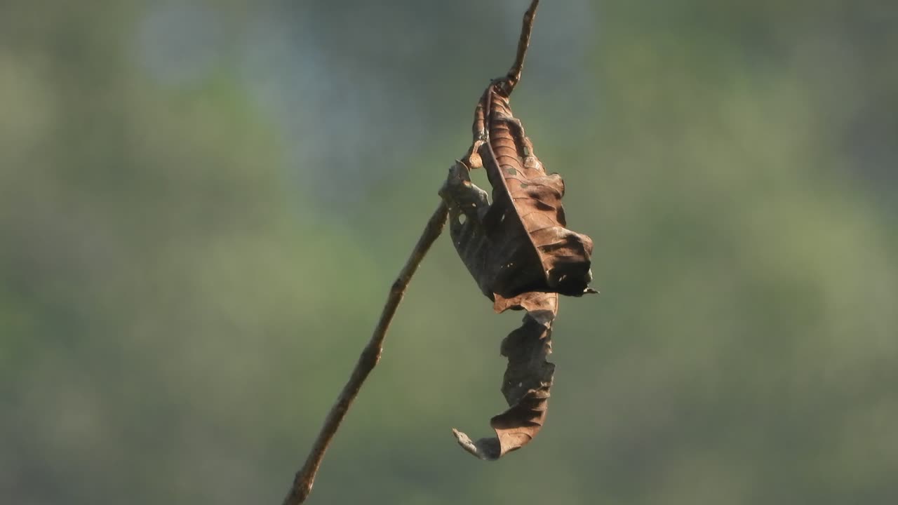 Dry leaf in wind beautiful