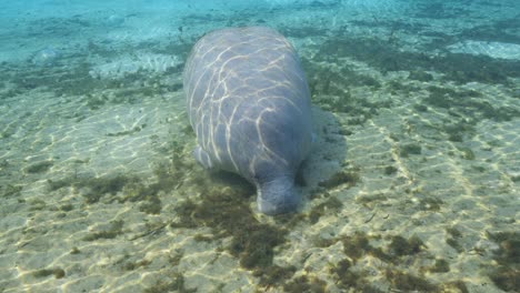 manatee laying on sand bottom of clear blue water in the florida springs